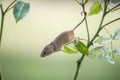 Harvest Mouse - Micromys minutes