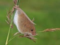 Harvest mouse/Micromys minutus Royalty Free Stock Photo