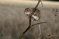 Harvest mouse, Micromys minutus Royalty Free Stock Photo