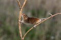 Harvest mouse, Micromys minutus Royalty Free Stock Photo