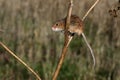 Harvest mouse, Micromys minutus