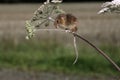 Harvest mouse, Micromys minutus