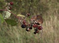 Harvest mouse, Micromys minutus Royalty Free Stock Photo