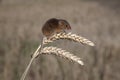 Harvest mouse, Micromys minutus