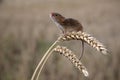 Harvest mouse, Micromys minutus