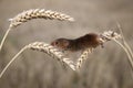 Harvest mouse, Micromys minutus Royalty Free Stock Photo