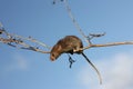 Harvest mouse, Micromys minutus