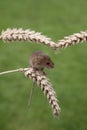 Harvest mouse, Micromys minutus