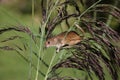 Harvest mouse, Micromys minutus