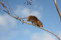 Harvest mouse, Micromys minutus Royalty Free Stock Photo