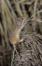 Harvest mouse, Micromys minutus