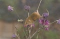 Harvest mouse, Micromys minutus Royalty Free Stock Photo