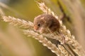 Harvest Mouse perching in wheat Royalty Free Stock Photo