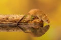 Harvest mouse pitstop Royalty Free Stock Photo