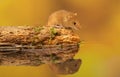 Harvest mouse pitstop Royalty Free Stock Photo