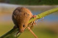 Harvest mouse on reed stem