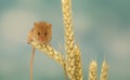 Harvest mouse on wheat