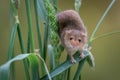 Harvest Mouse on wheat Royalty Free Stock Photo