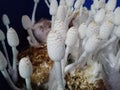 Harvest Mushroom in Gardent Royalty Free Stock Photo