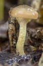 Harvest of mushrooms Armillaria mellea - young boletus Royalty Free Stock Photo