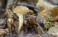 Harvest of mushrooms Armillaria mellea - young boletus Royalty Free Stock Photo