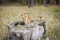 Harvest of mushrooms honey fungus Armillaria mellea - a family of edible mushrooms Royalty Free Stock Photo