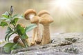 Harvest of mushrooms honey fungus Armillaria mellea - a family of edible mushrooms in the rays of sunlight Royalty Free Stock Photo