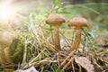 Harvest of mushrooms honey fungus Armillaria mellea - a family of edible mushrooms in the rays of sunlight Royalty Free Stock Photo