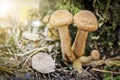 Harvest of mushrooms honey fungus Armillaria mellea - a family of edible mushrooms in the rays of sunlight Royalty Free Stock Photo