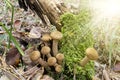 Harvest of mushrooms honey fungus Armillaria mellea - a family of edible mushrooms in the rays of sunlight Royalty Free Stock Photo