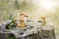 Harvest of mushrooms honey fungus Armillaria mellea - a family of edible mushrooms in the rays of sunlight Royalty Free Stock Photo