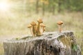 Harvest of mushrooms honey fungus Armillaria mellea - a family of edible mushrooms in the rays of sunlight Royalty Free Stock Photo