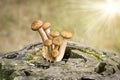 Harvest of mushrooms honey fungus Armillaria mellea - a family of edible mushrooms in the rays of sunlight Royalty Free Stock Photo