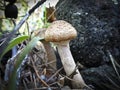 Harvest of mushrooms honey fungus Armillaria mellea - young boletus Royalty Free Stock Photo