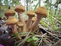 Harvest of mushrooms honey fungus Armillaria mellea - young boletus Royalty Free Stock Photo