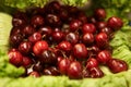 Harvest, natural and bunch of organic cherries for nutrition, health and wellness diet snack. Sustainable, supermarket Royalty Free Stock Photo