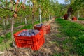 Harvest in a Nebbiolo grape vineyard in Canavese, Piedmont, Italy