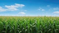 harvest nebraska corn Royalty Free Stock Photo