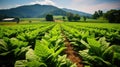 harvest north carolina tobacco farm Royalty Free Stock Photo