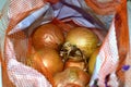 Harvest onions in a wicker bag. The bulb is rich in vitamins, useful in the spring Royalty Free Stock Photo