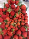 Harvest an organic fresh strawberry