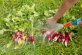 Harvest organic red radish vegetables. Agriculture Industry. Crops organic farm. Producing food Royalty Free Stock Photo