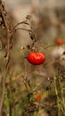 Harvest overripe tomatoes on dry stems in autumn