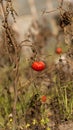 Harvest overripe tomatoes on dry stems in autumn