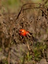 Harvest overripe tomatoes on dry stems in autumn