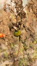 Harvest overripe tomatoes on dry stems in autumn