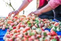 Harvest packing Strawberry Blueberry Royalty Free Stock Photo