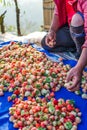 Harvest packing Strawberry Blueberry at field Royalty Free Stock Photo