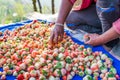 Harvest packing Strawberry Blueberry at field Royalty Free Stock Photo