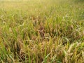 harvest paddy field rice Paddy spikes rice spikes 2